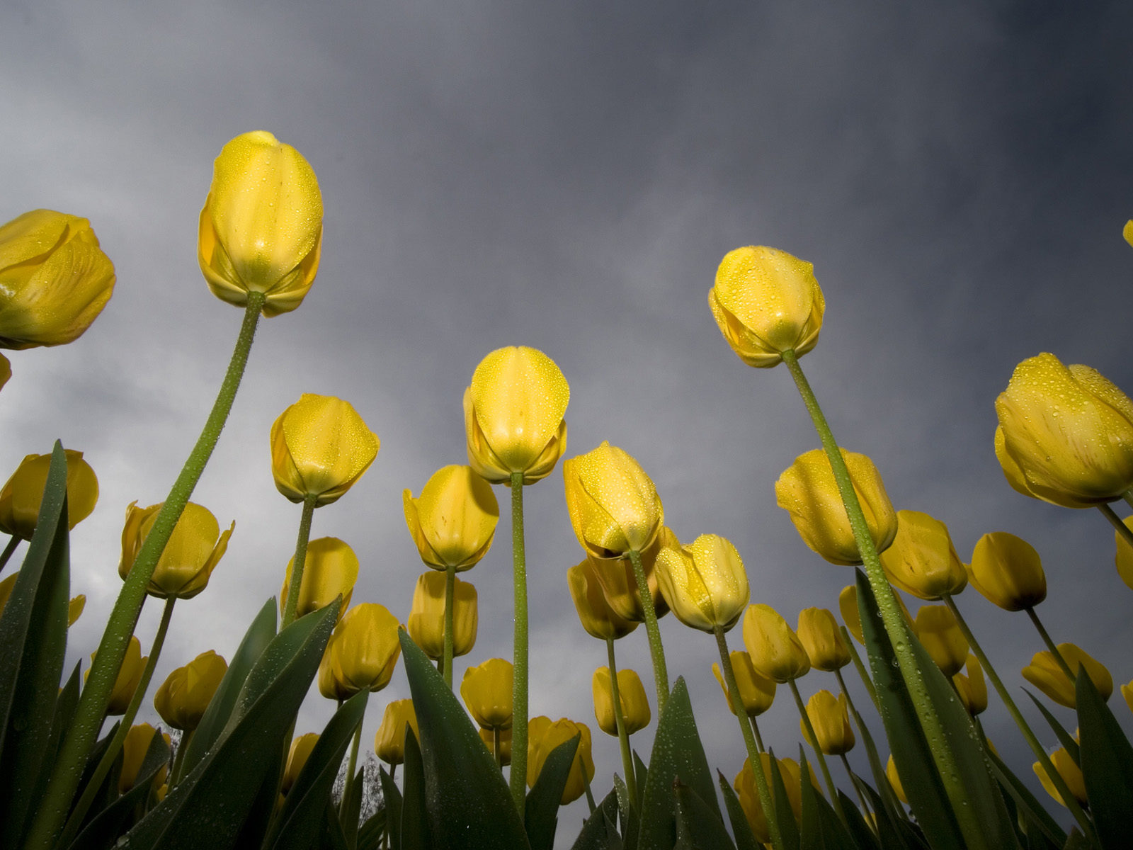 Low Angle Tulips Best Background Full HD1920x1080p, 1280x720p, – HD Wallpapers Backgrounds Desktop, iphone & Android Free Download